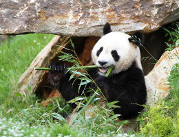 Pandas géants dans le zoo parc de Beauval